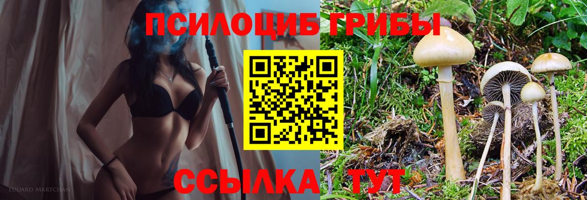 Псилоцибиновые грибы GOLDEN TEACHER Дивногорск